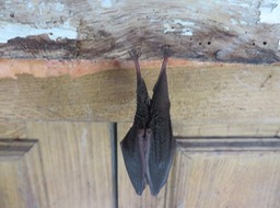 Fledermaus überwintert beim Kellereingang