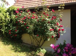 Rosenbusch