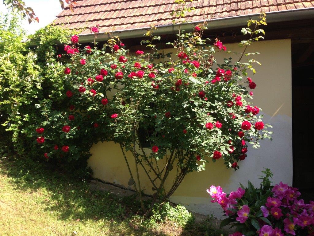 Rosenbusch