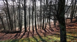 Wald