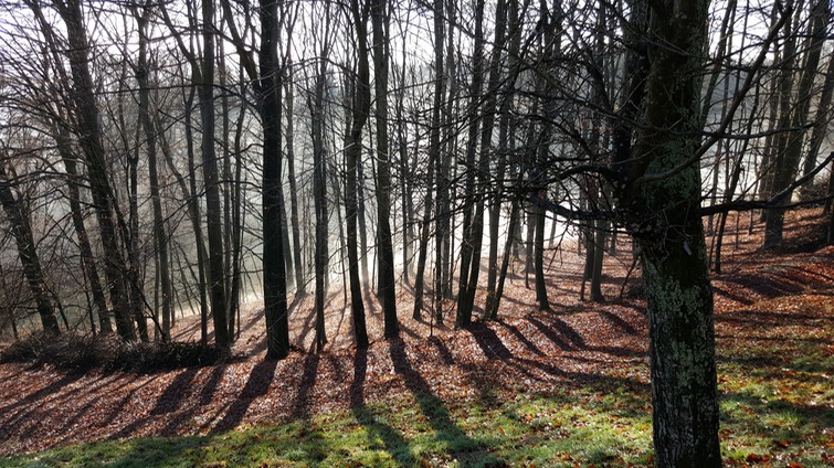 Wald